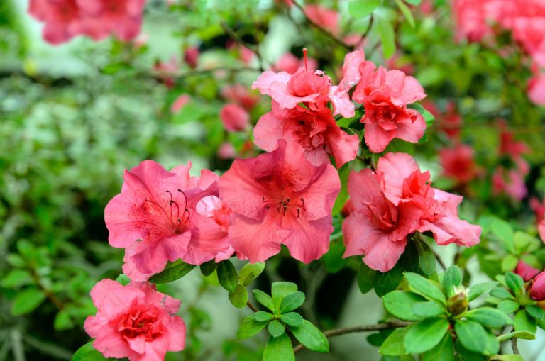pink Azalea Japonica