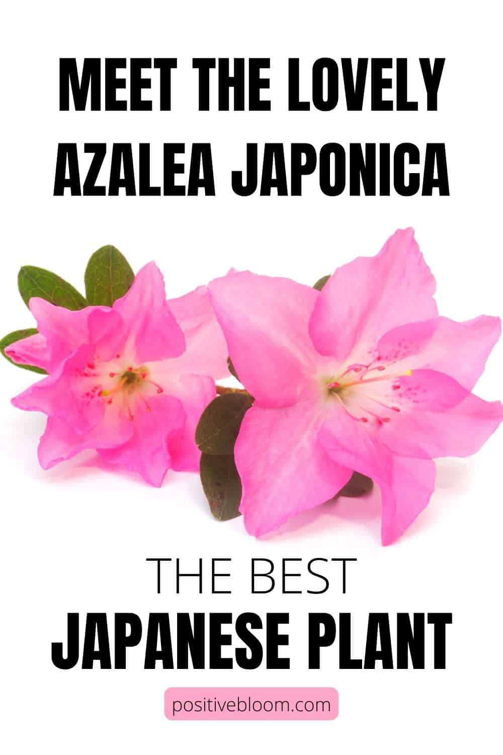 The Best Japanese Plant Meet The Lovely Azalea Japonica Pinterest