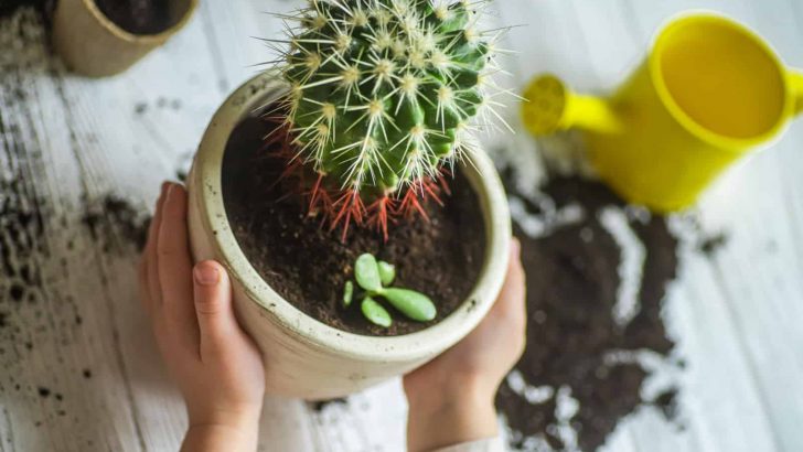 The Best Soil For Cactus Plants + 7 Top Products