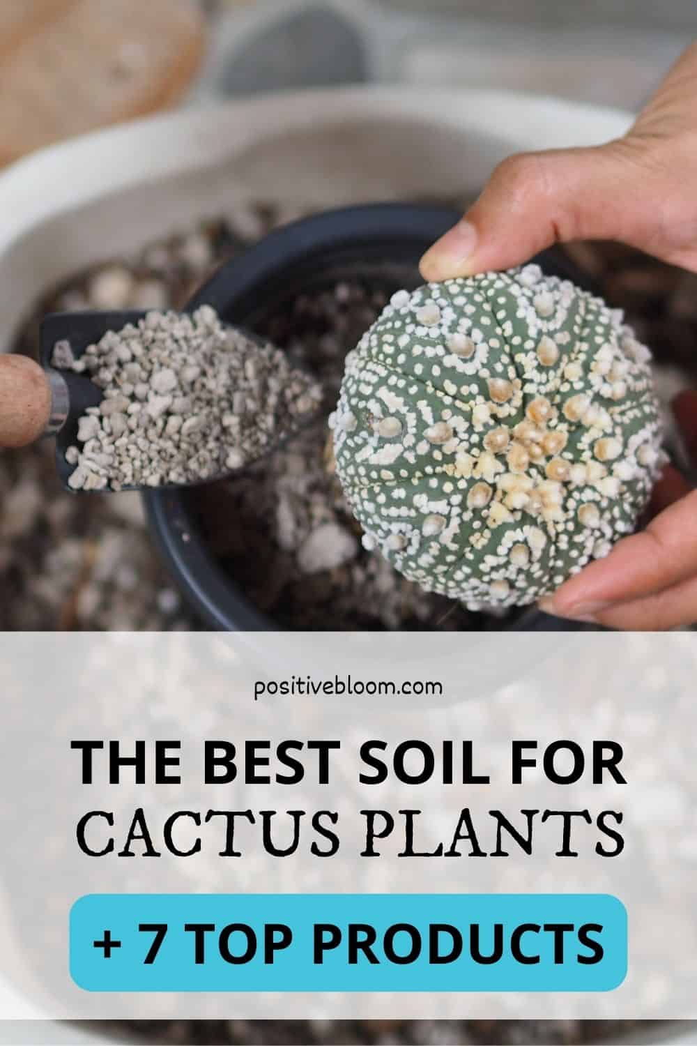 The Best Soil For Cactus Plants + 7 Top Products Pinterest
