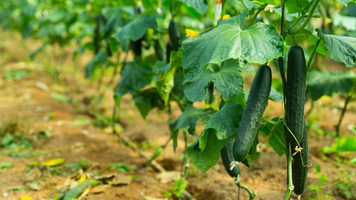 The Cucumber Plant Stages And What To Expect From Them