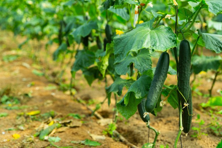 Rows of ripe cucumbers on the branches in greenhouse