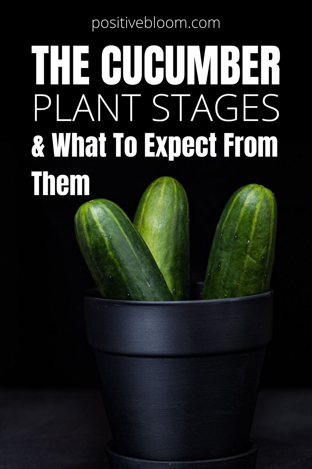 The Cucumber Plant Stages & What To Expect From Them Pinterest