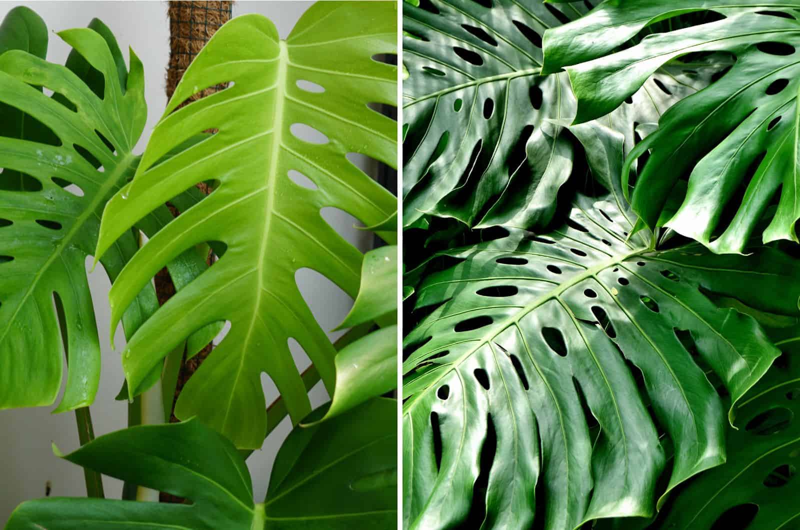 Philodendron and Monstera side by side