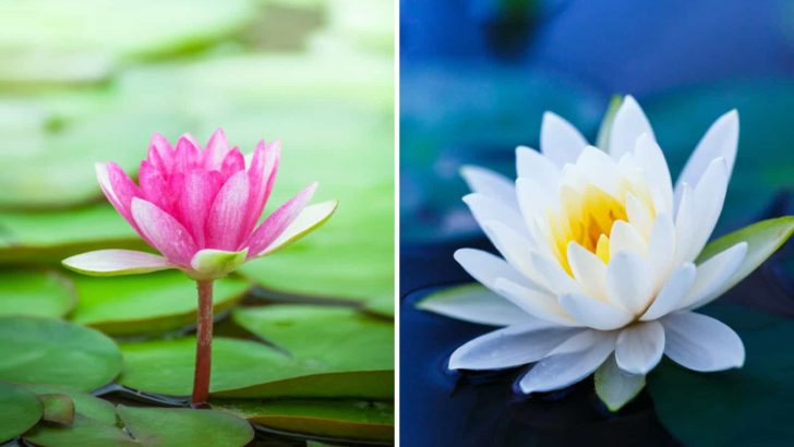 The Perfect Aquatic Plant For You: Water Lily vs Lotus