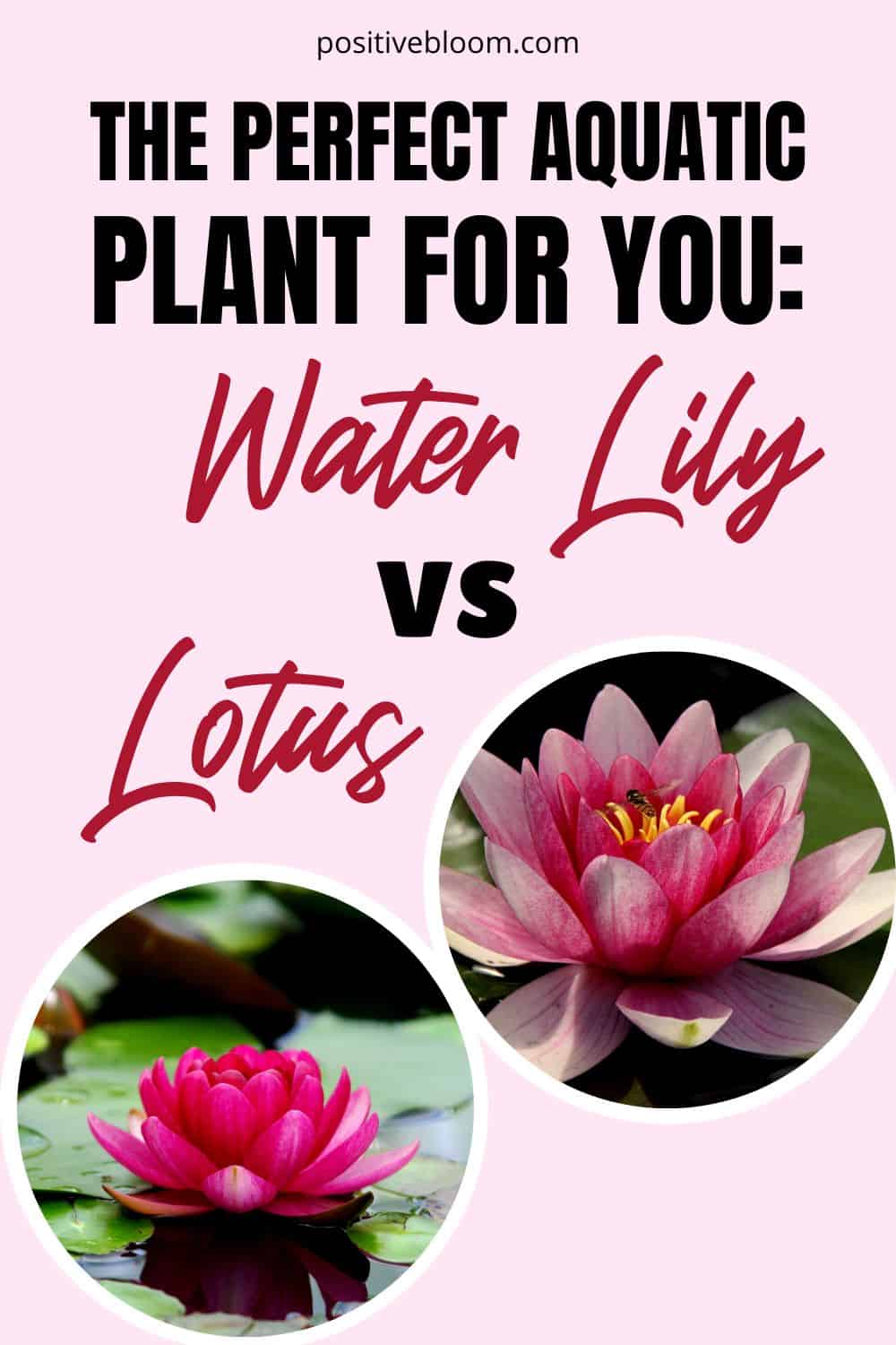 The Perfect Aquatic Plant For You Water Lily vs Lotus Pinterest