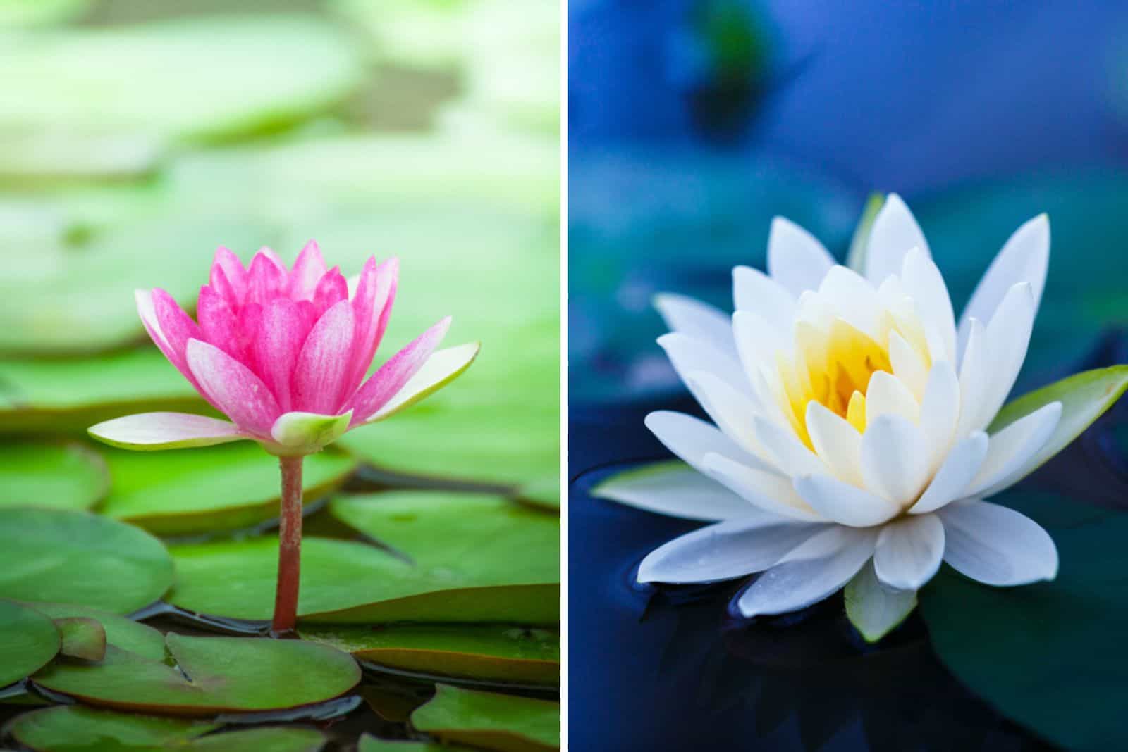 water lily vs lotus