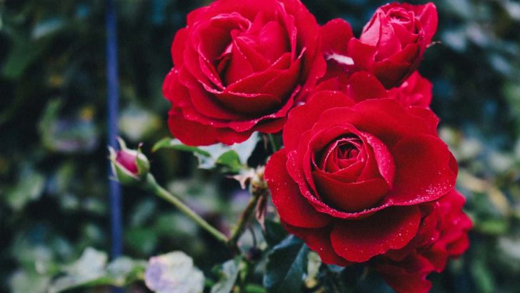 The Rose Blooming Stages And How To Get There