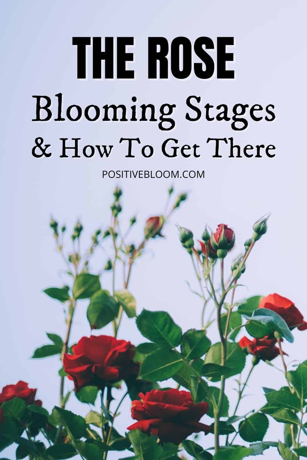 The Rose Blooming Stages And How To Get There Pinterest