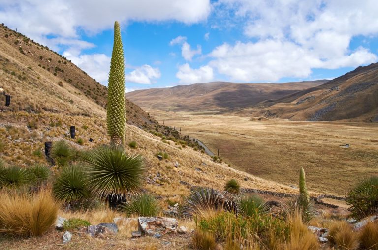puya raimondii in desert