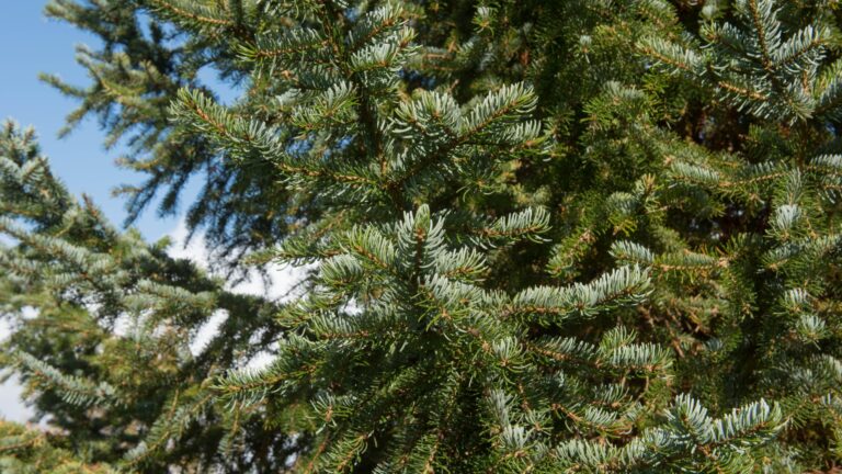 serbian spruce tree