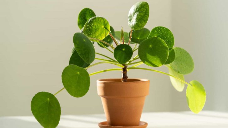 Thorough & Beginner-Friendly Chinese Money Plant Care Guide
