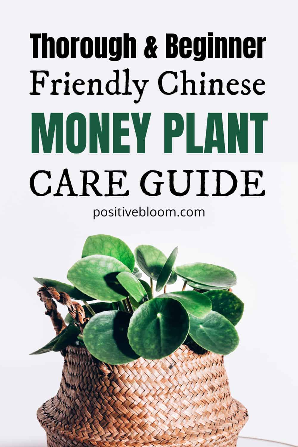 Thorough & Beginner-Friendly Chinese Money Plant Care Guide Pinterest
