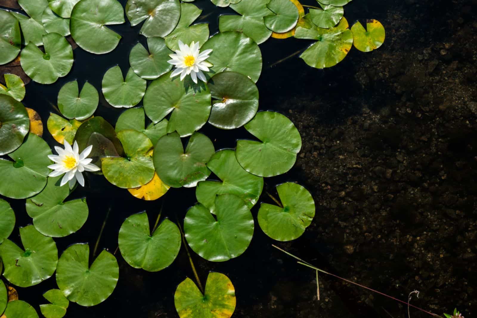 Top view of water lilies with white flowers in a pond