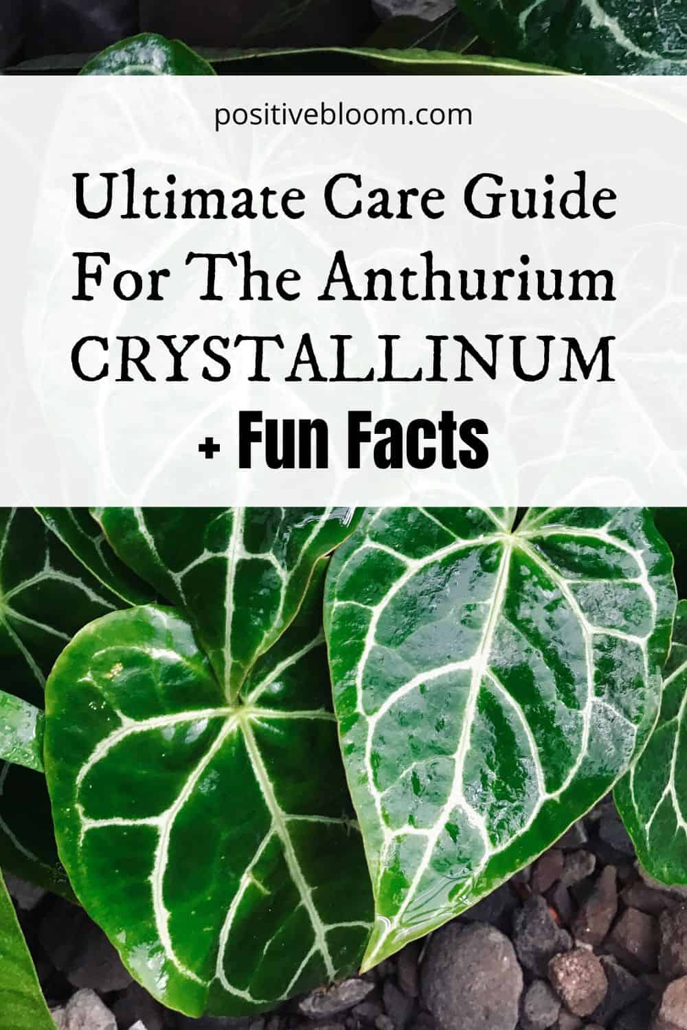 Ultimate Care Guide For The Anthurium Crystallinum + Fun Facts Pinterest