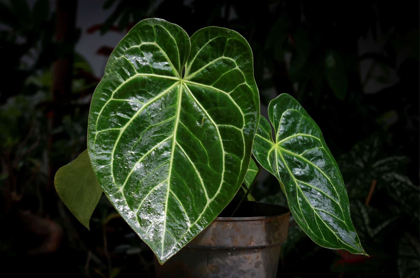 Ultimate Care Guide For The Anthurium Crystallinum + Fun Facts