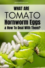 What Are Tomato Hornworm Eggs And How To Deal With Them?