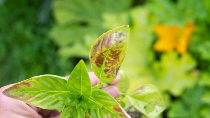 What To Do About Your Basil Stem Turning Brown