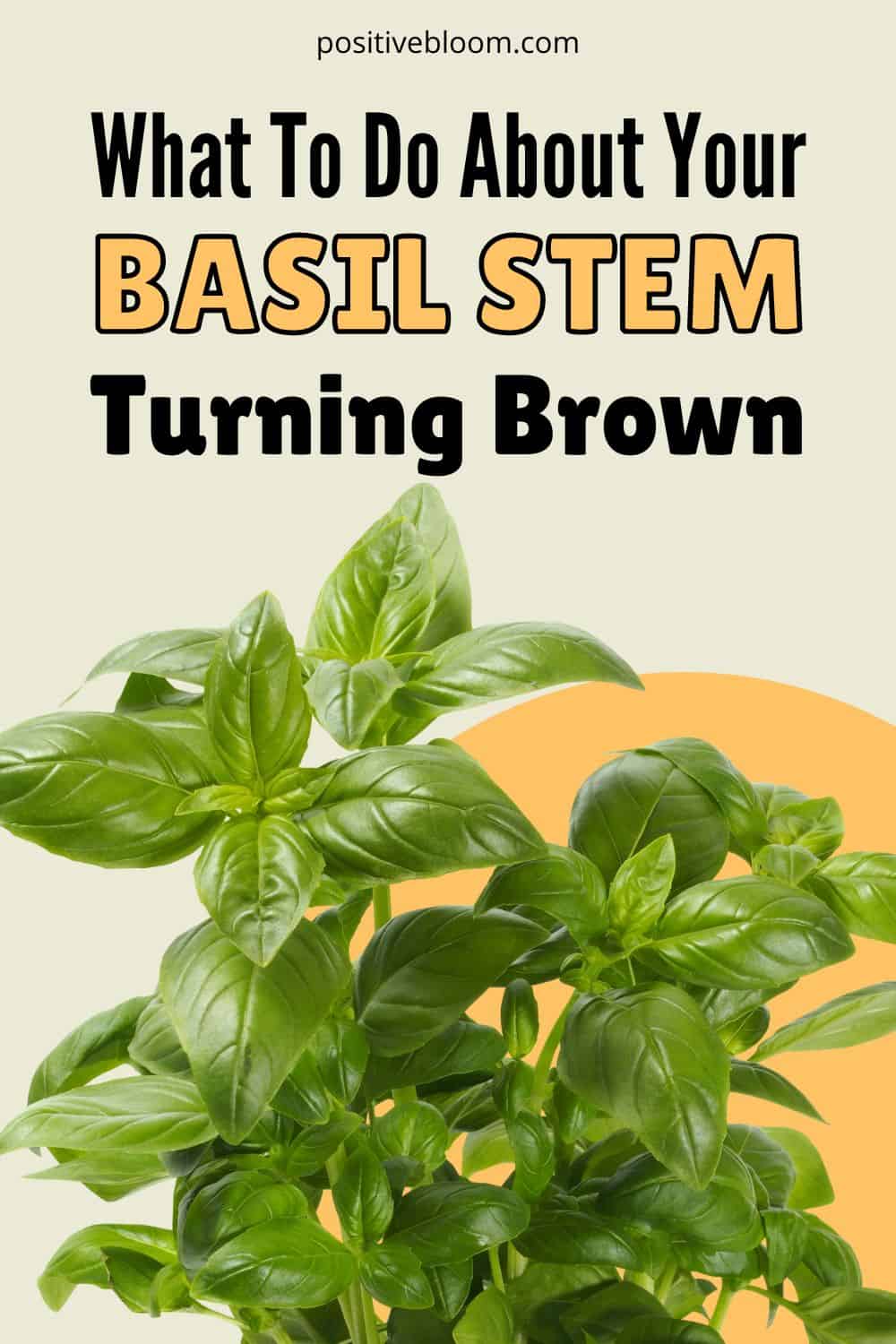 What To Do About Your Basil Stem Turning Brown Pinterest