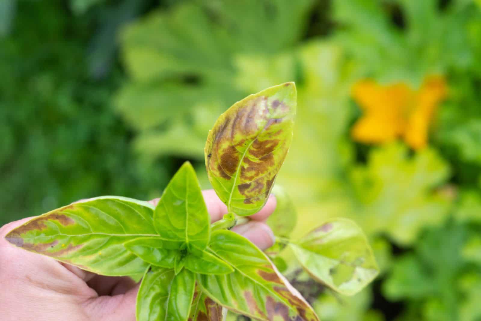 brown basil leaves