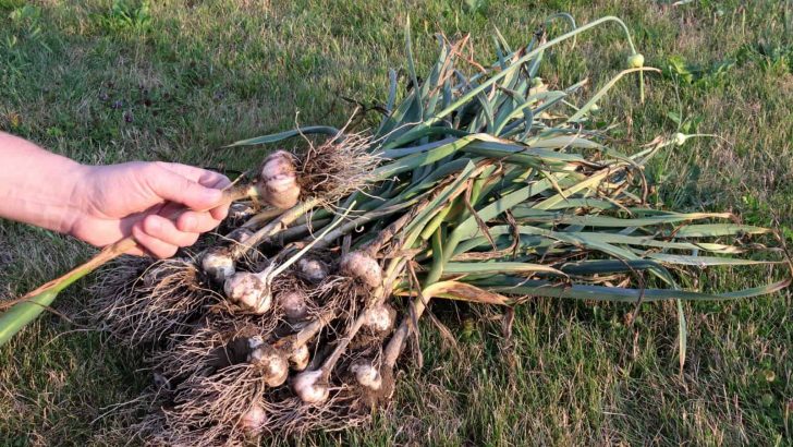 When To Harvest Garlic Scapes + 5 Tips For Using Them