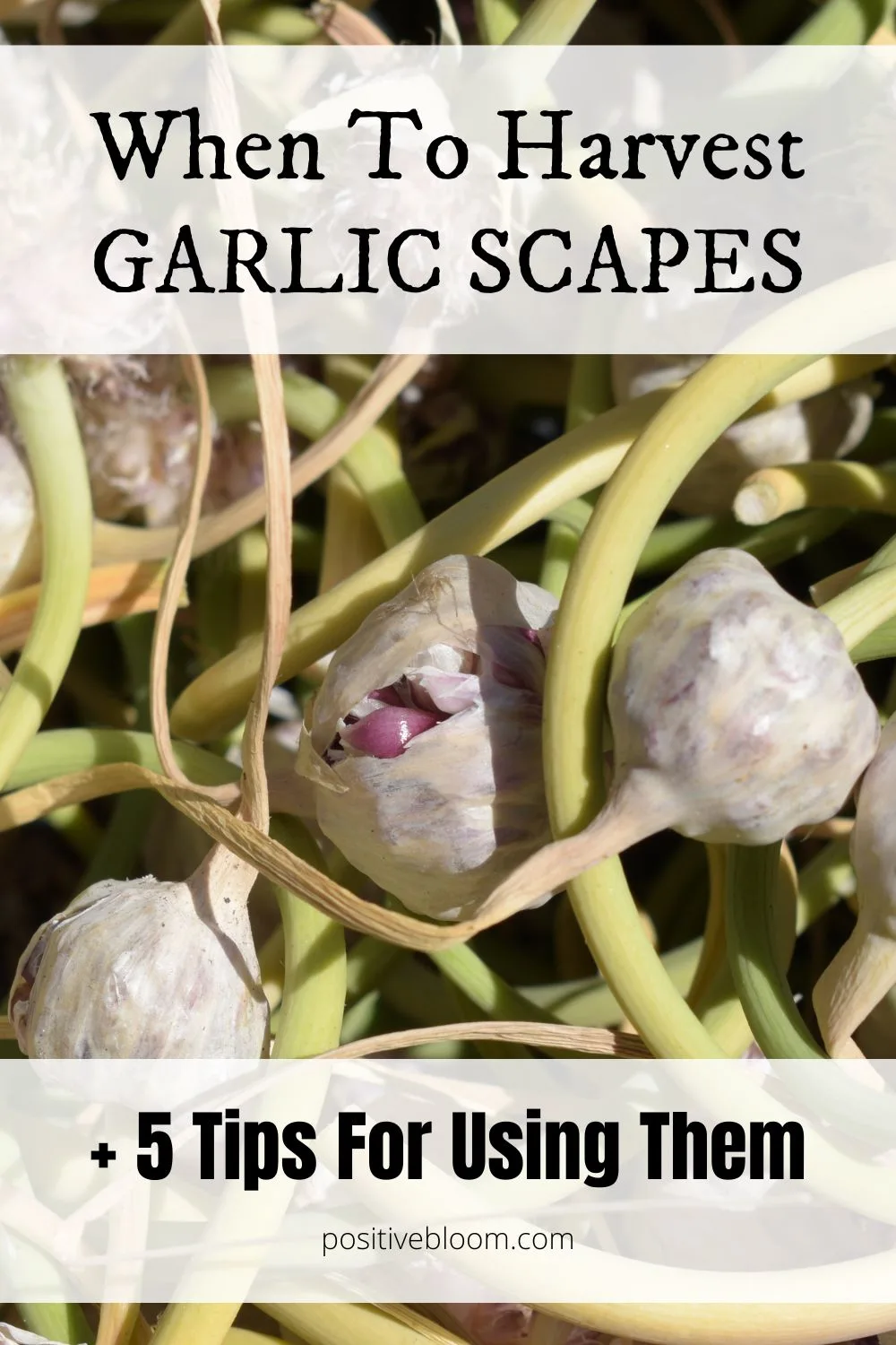 When To Harvest Garlic Scapes + 5 Tips For Using Them Pinterest