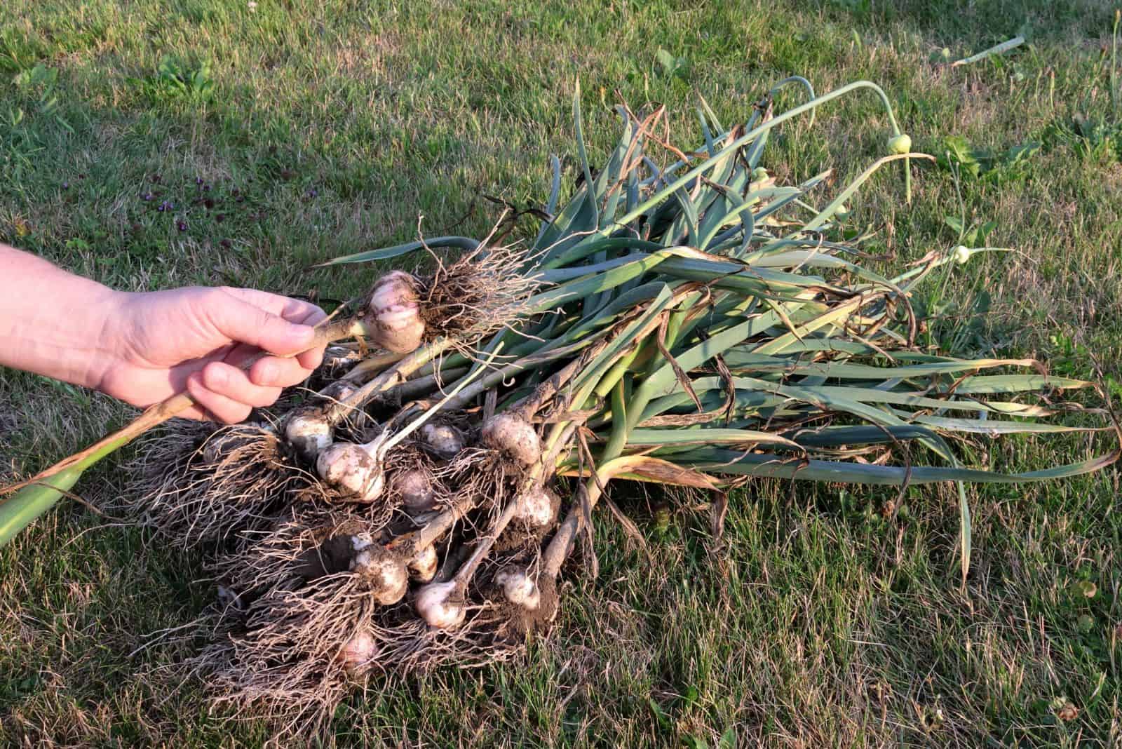 the woman picked garlic