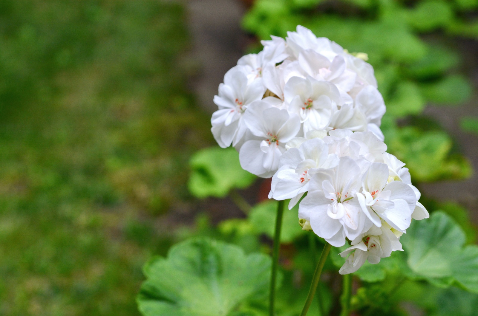 White Geranium