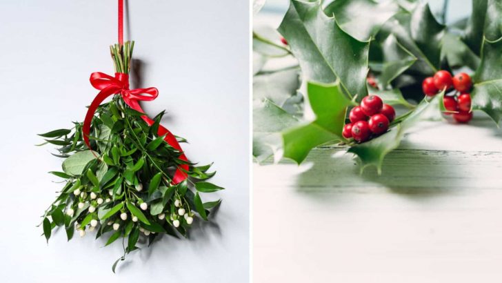 Who’d Win This Christmas Fight: Mistletoe vs Holly?