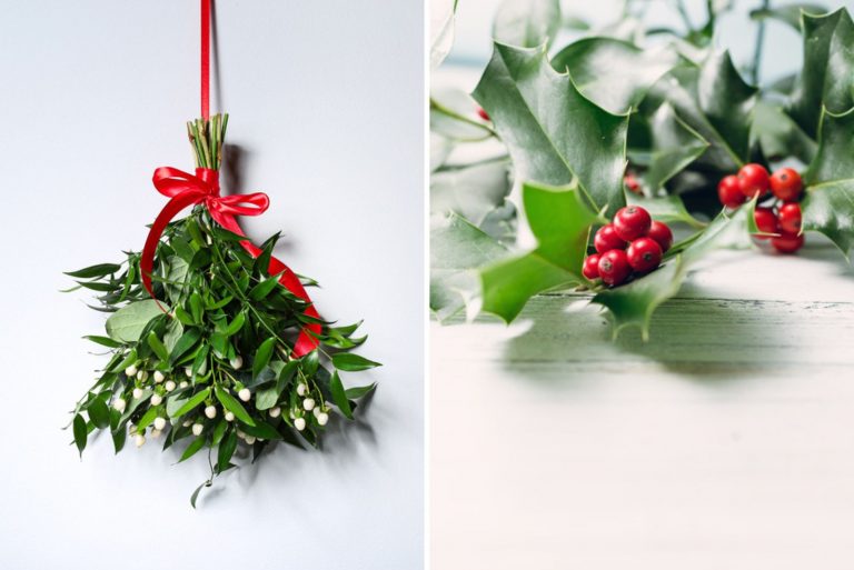 mistletoe vs holly