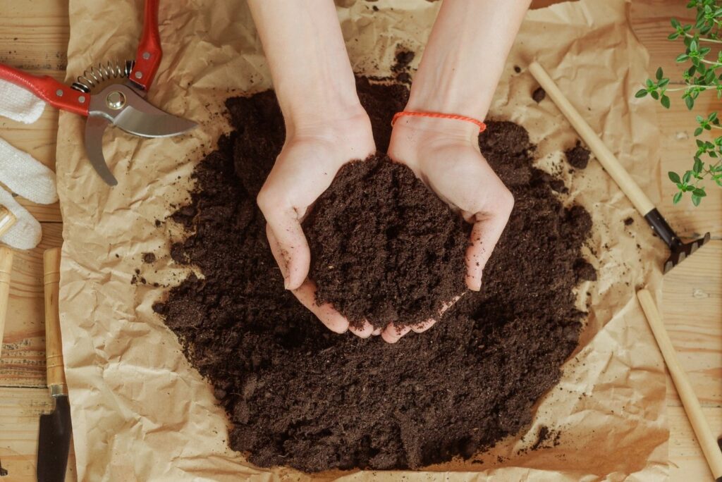 Woman gardener potting new plant and Repotting pot for House plant