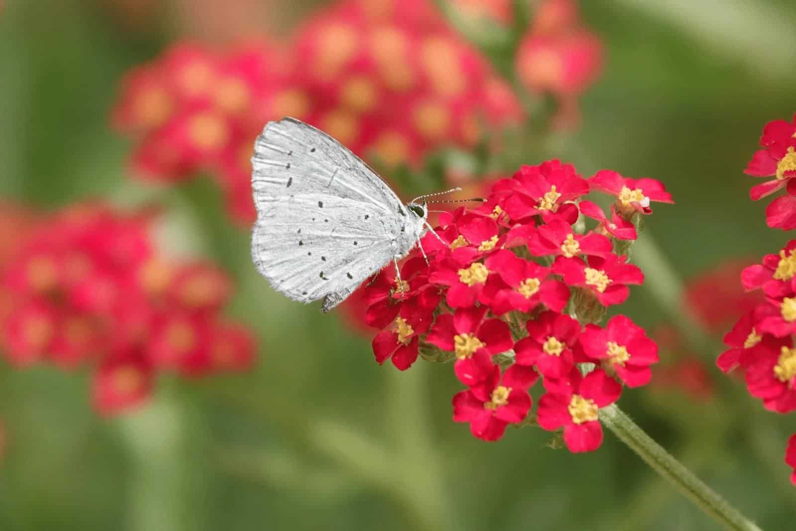 a beautiful white butterfly landed on a Yarrow flower