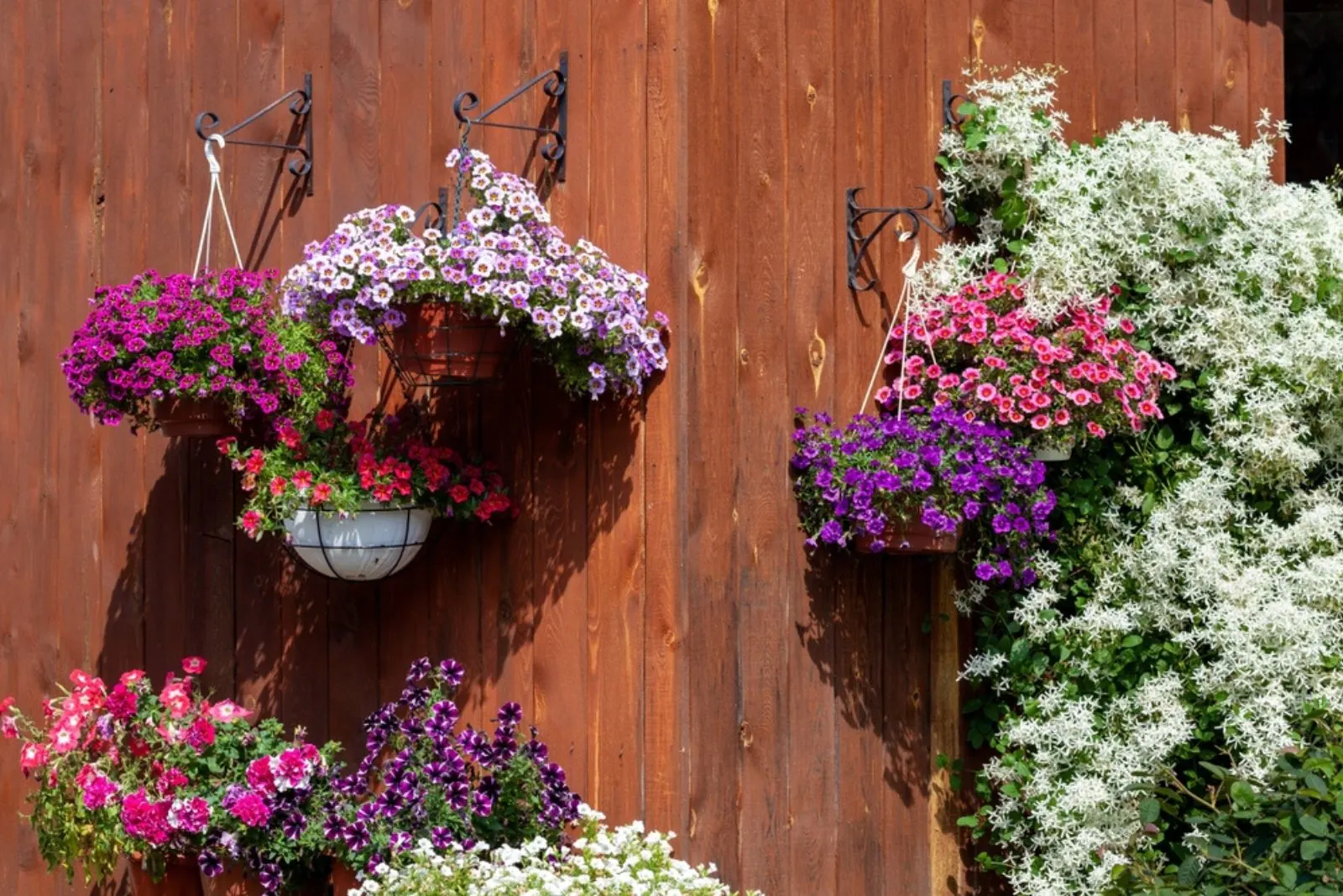 a few pots of petunias in hanging pots outdoor