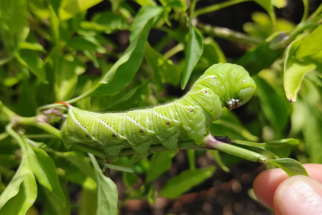 a man picks green caterpillars