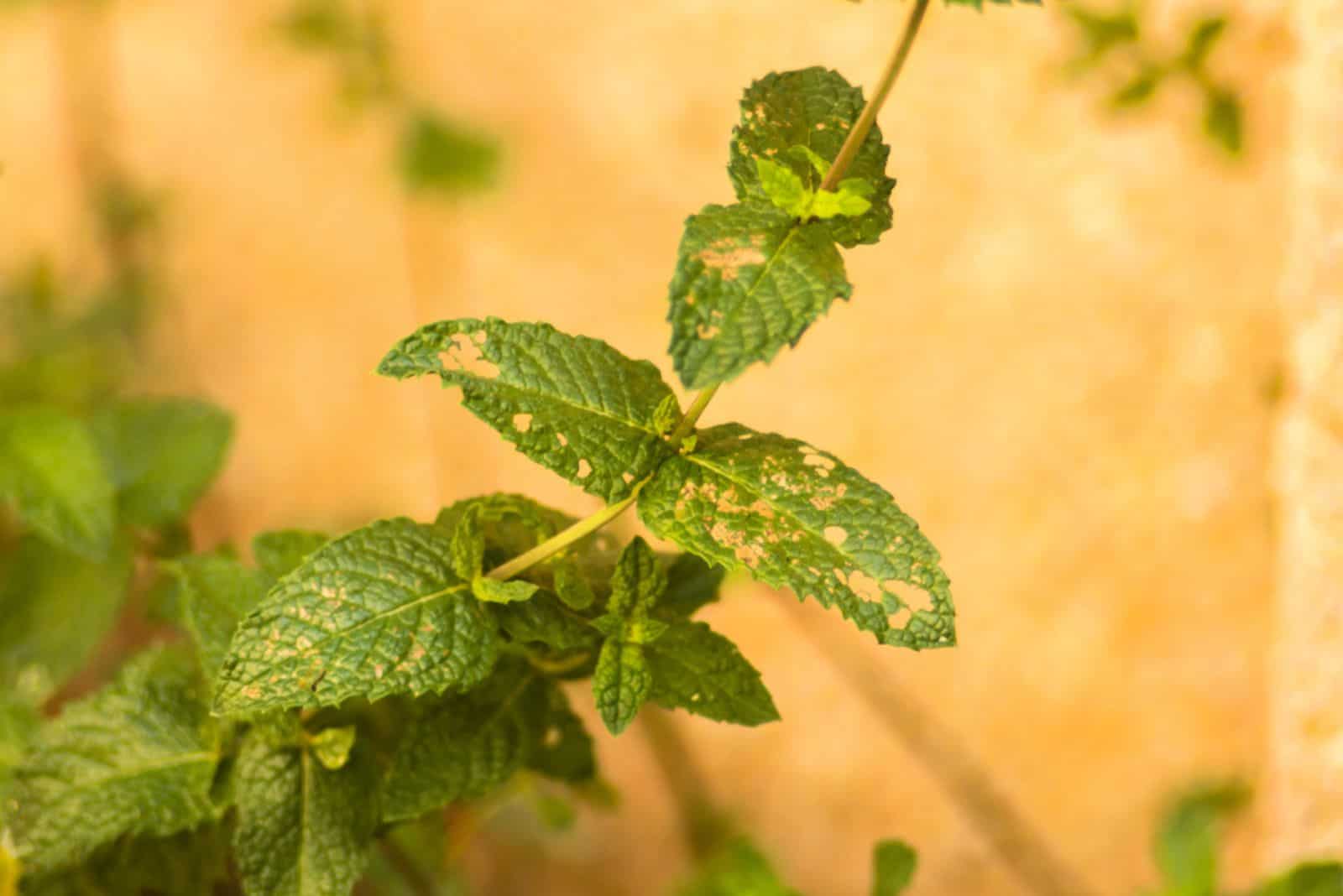 a mint leaf that dries