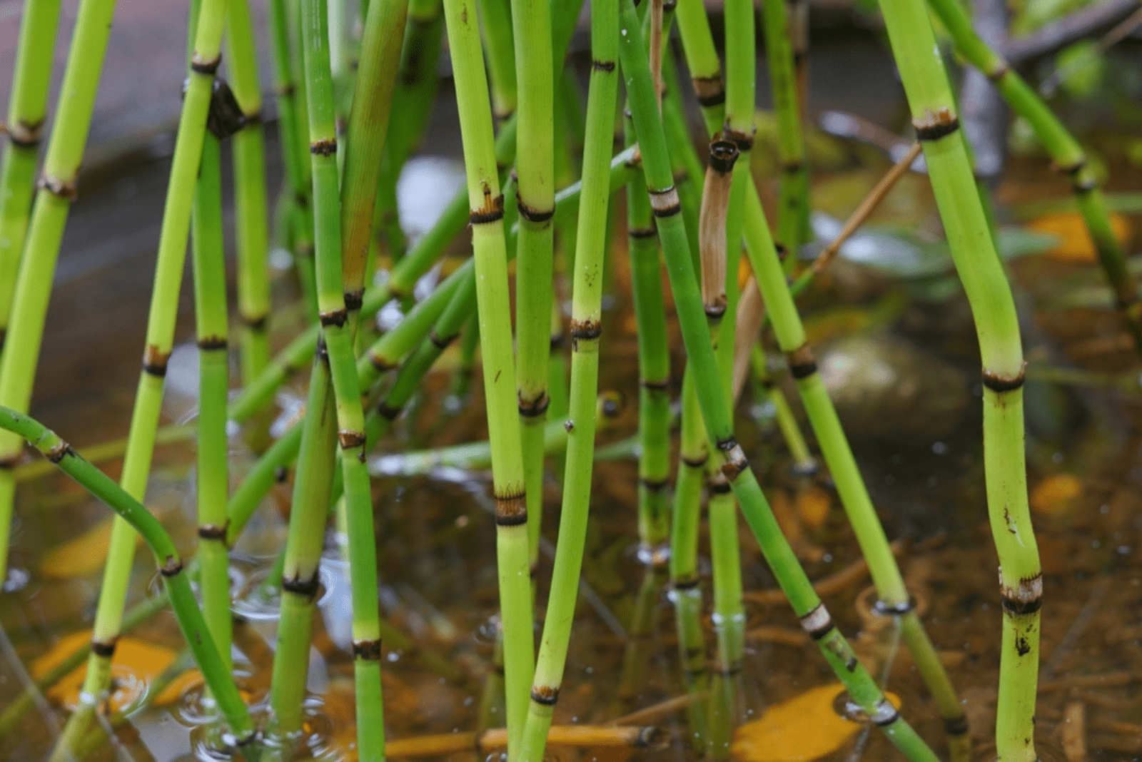 bamboo grows in water