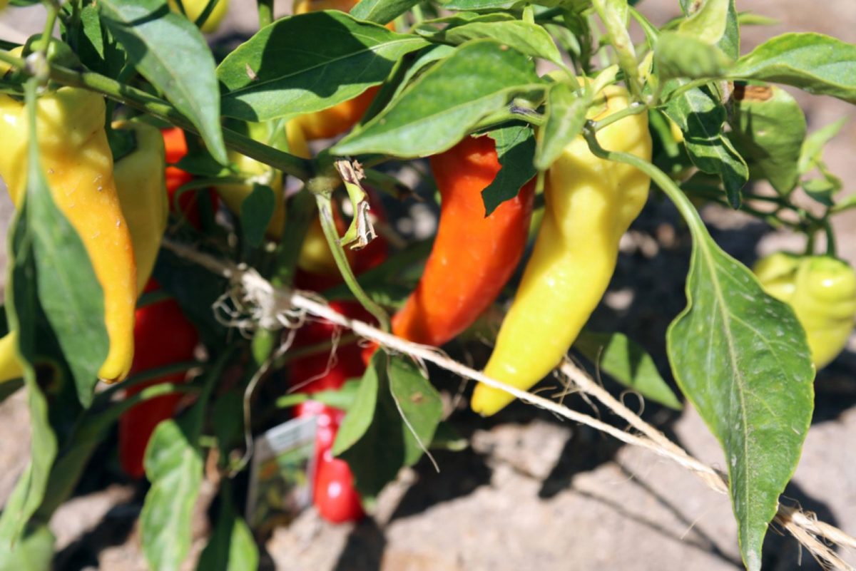 5 Ways To Know When To Pick Banana Peppers