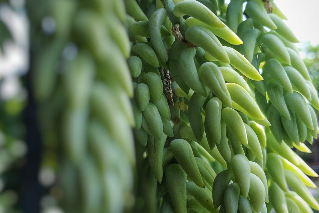 banana plant in the light