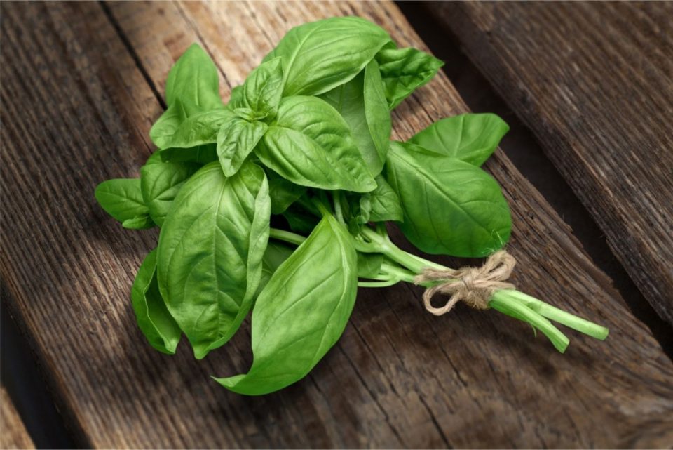 What To Do About Your Basil Stem Turning Brown