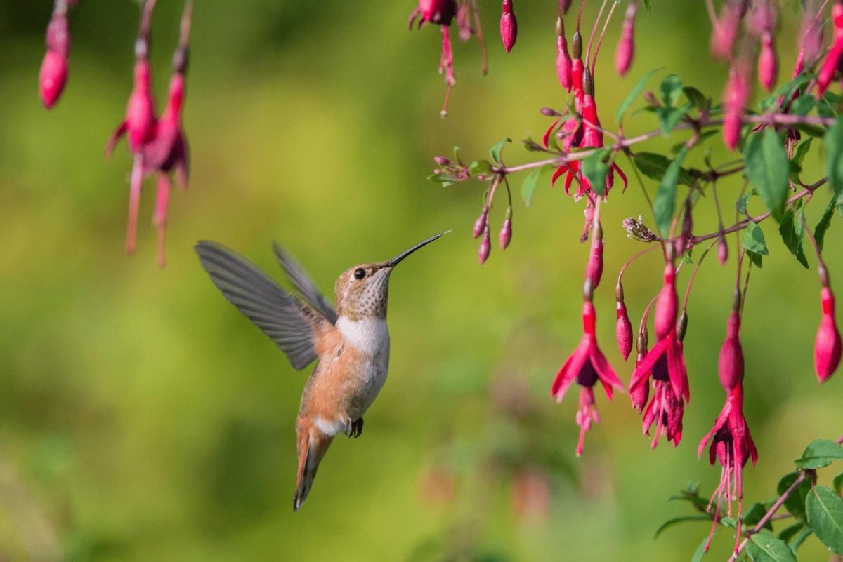 25 Flowers That Attract Hummingbirds And Butterflies