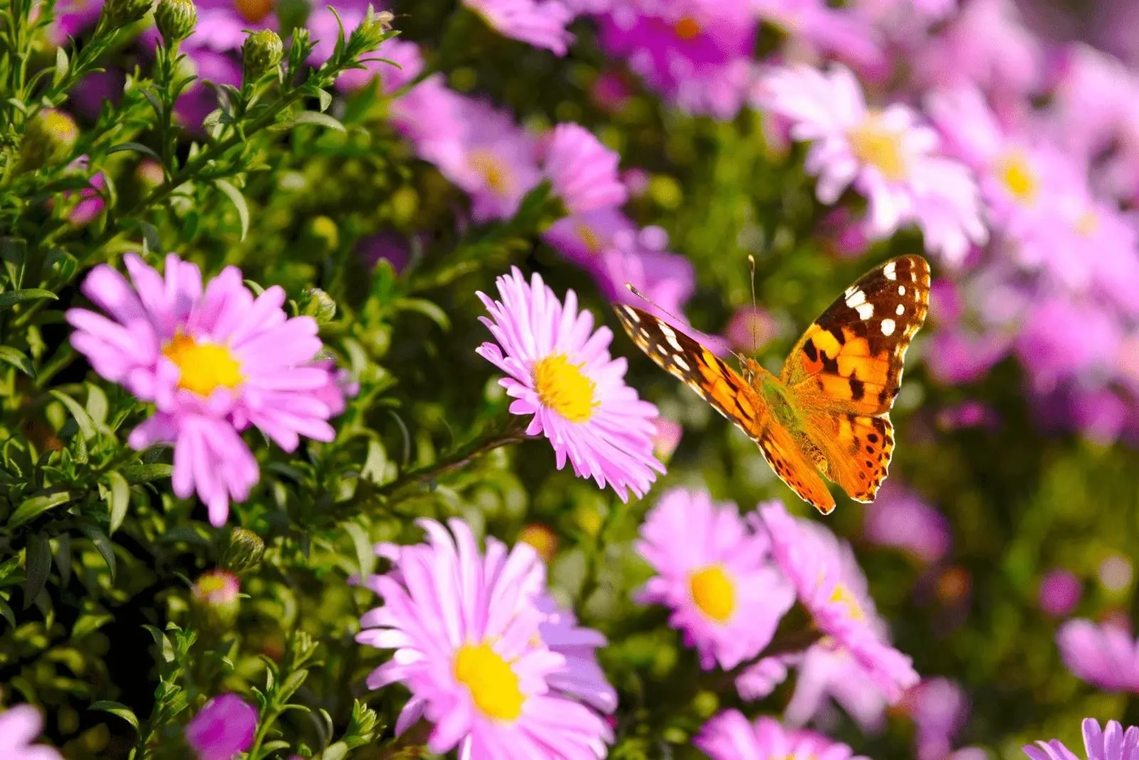 beautiful aster flowers on which a butterfly landed