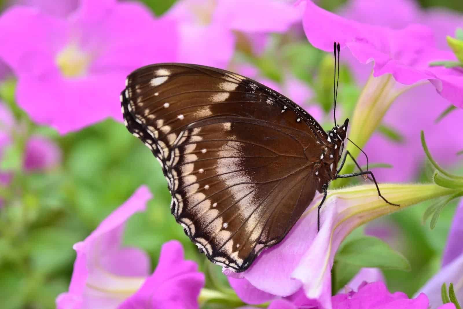 beautiful brown butterfly on Petunia flower