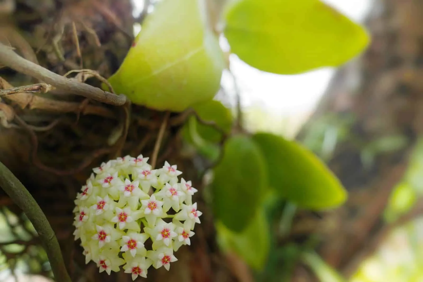 beautiful flowers of Hoya Lacunosa
