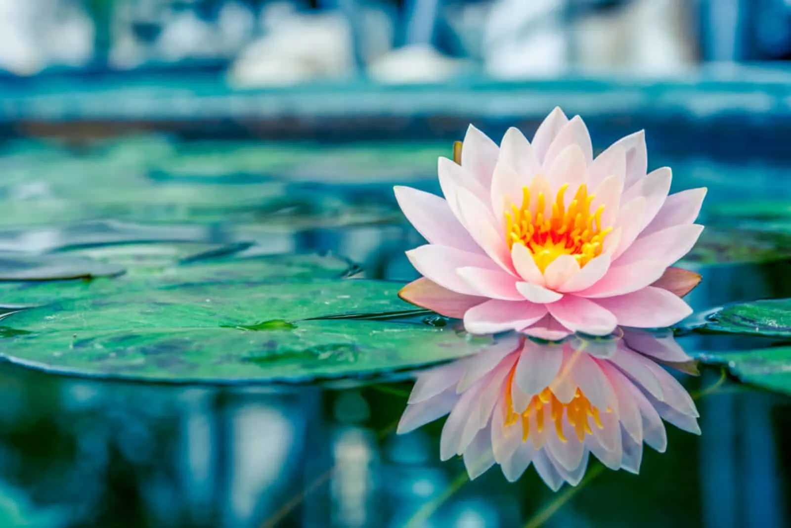 beautiful water lily flowers