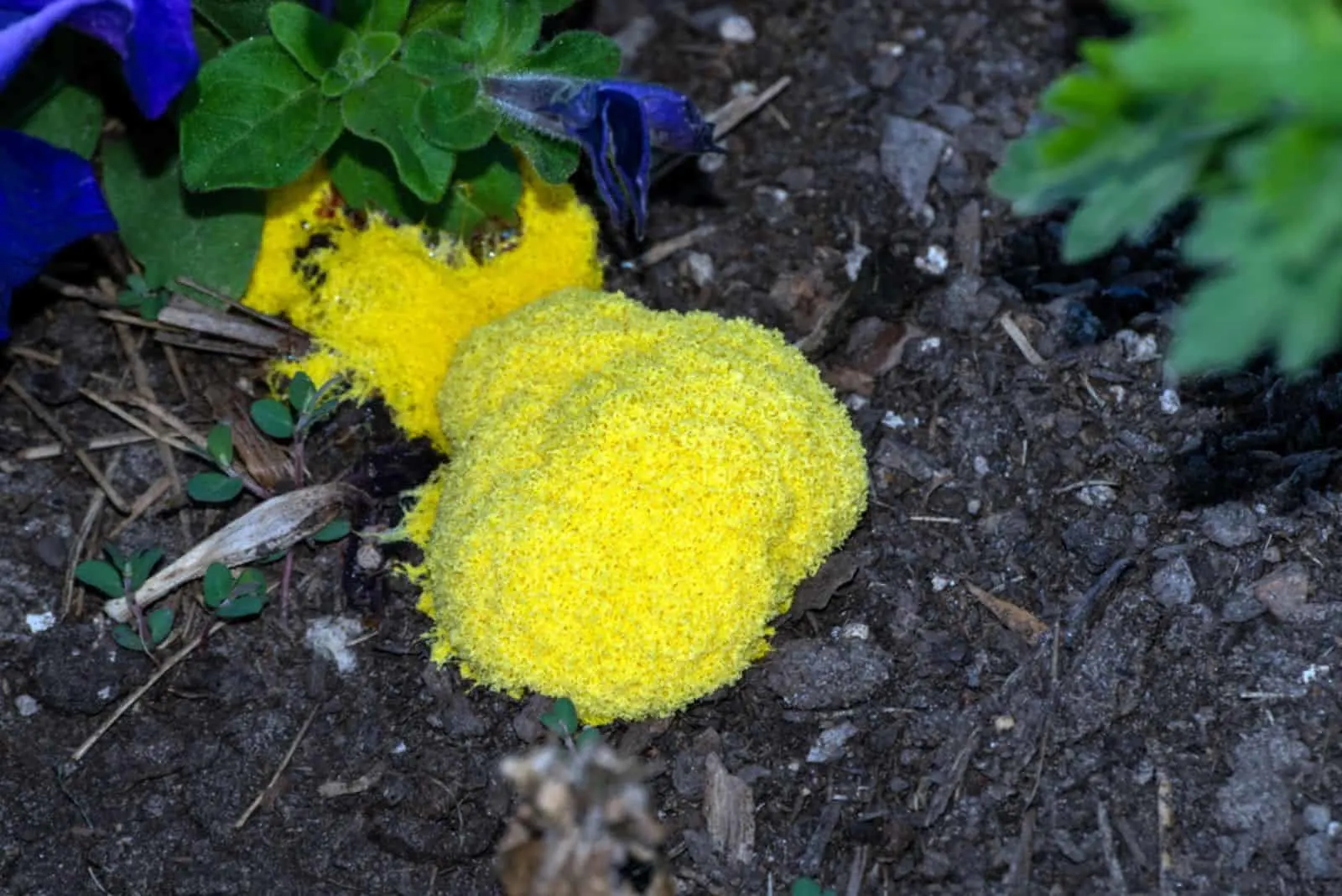 big yellow mold on mulch in garden