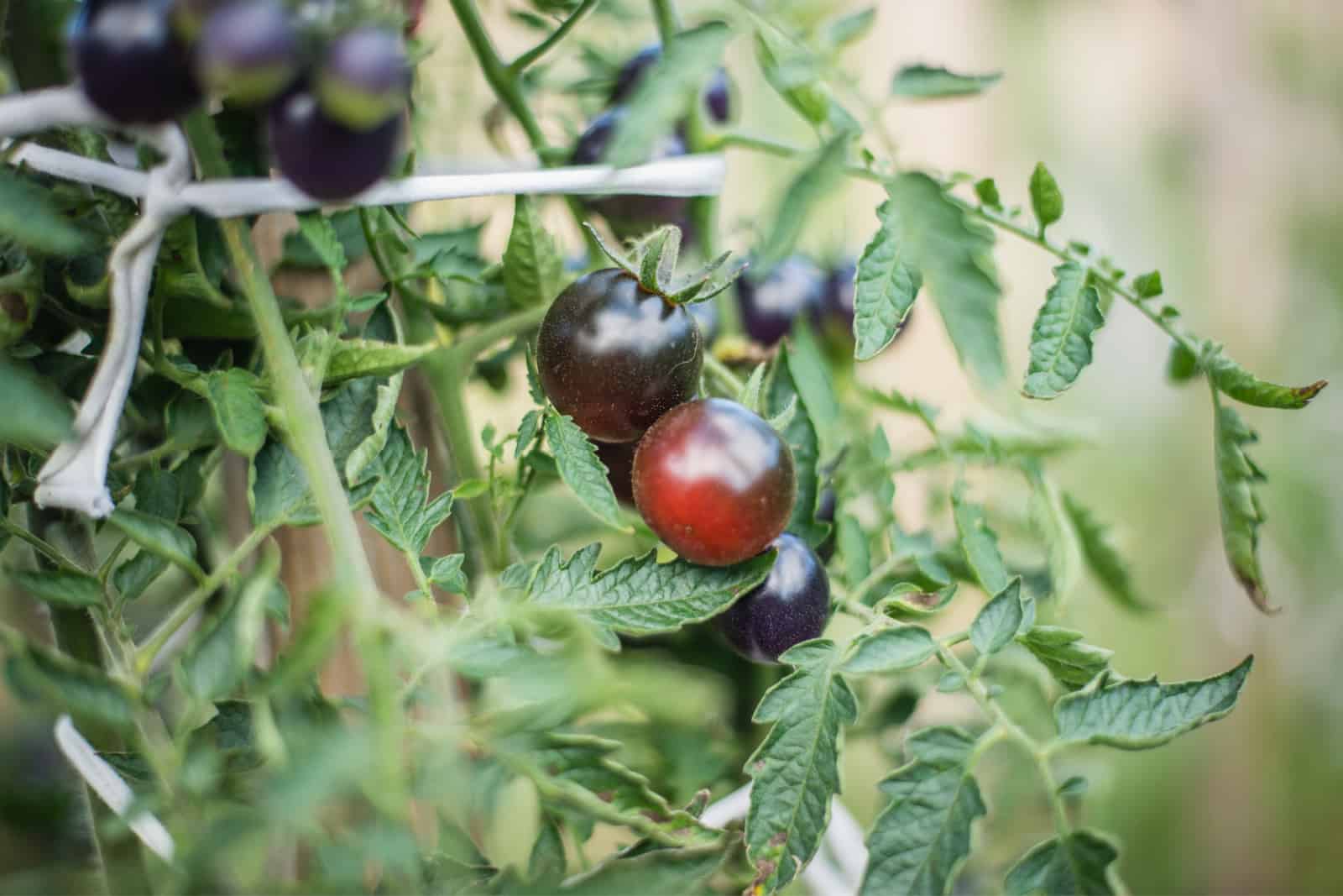 black cherry tomatoes