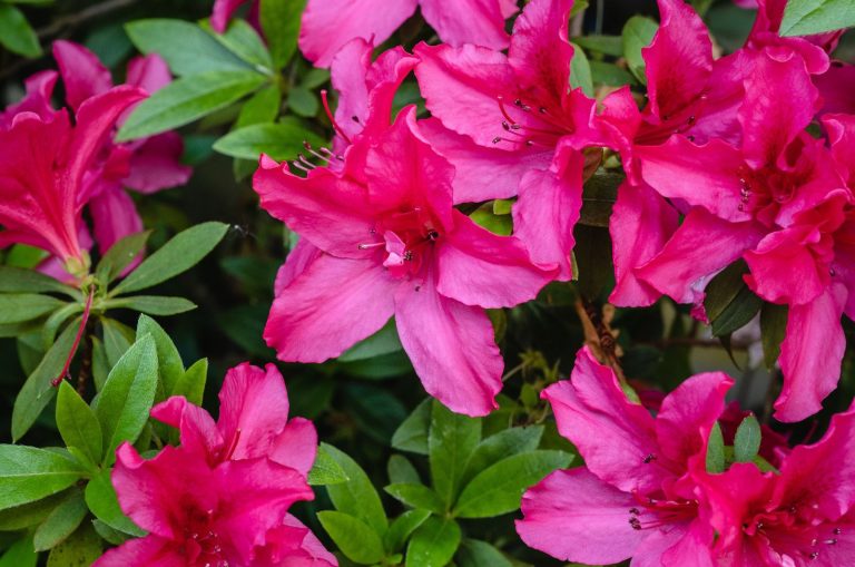 The Best Japanese Plant: Meet The Lovely Azalea Japonica