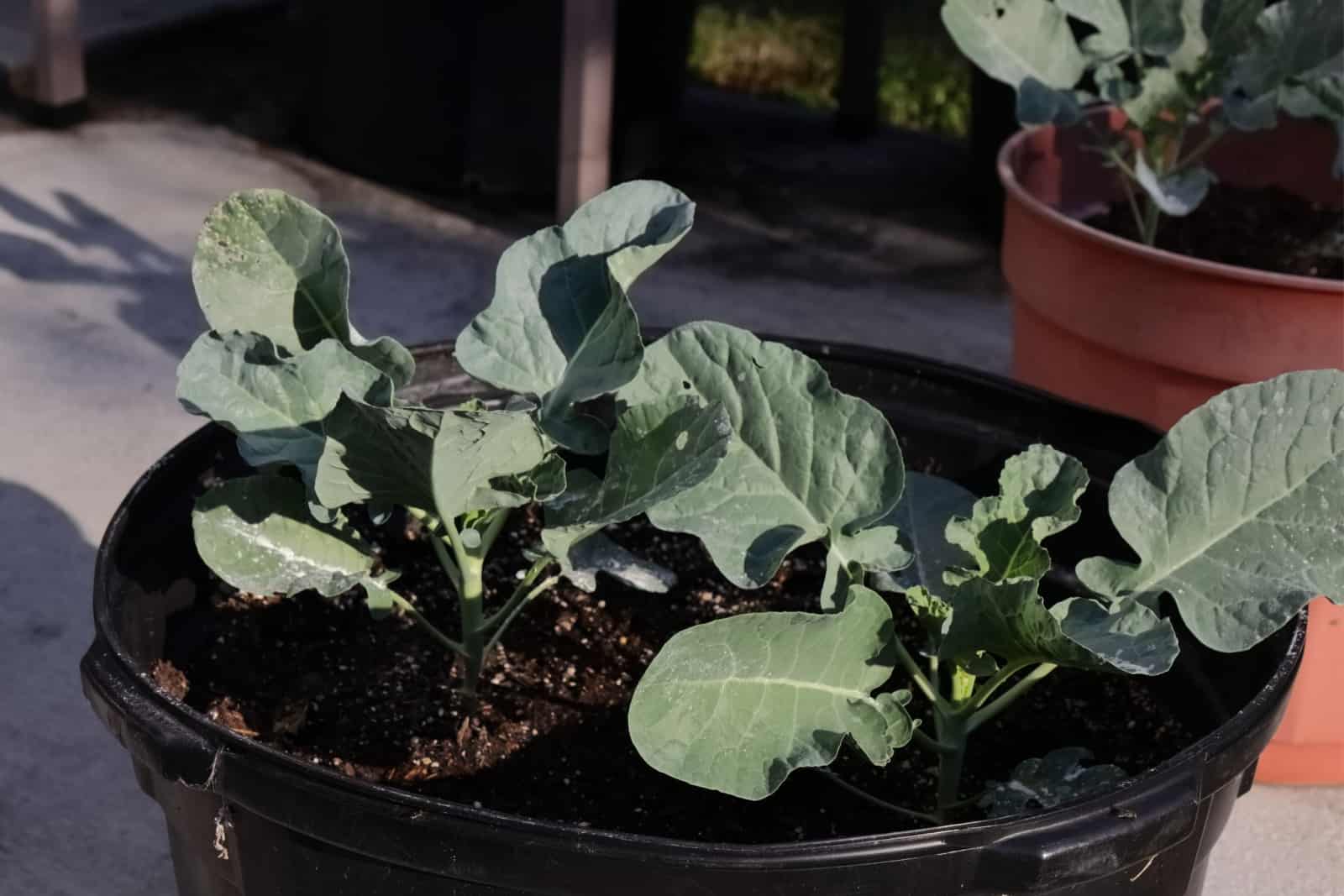 broccoli growing in a container