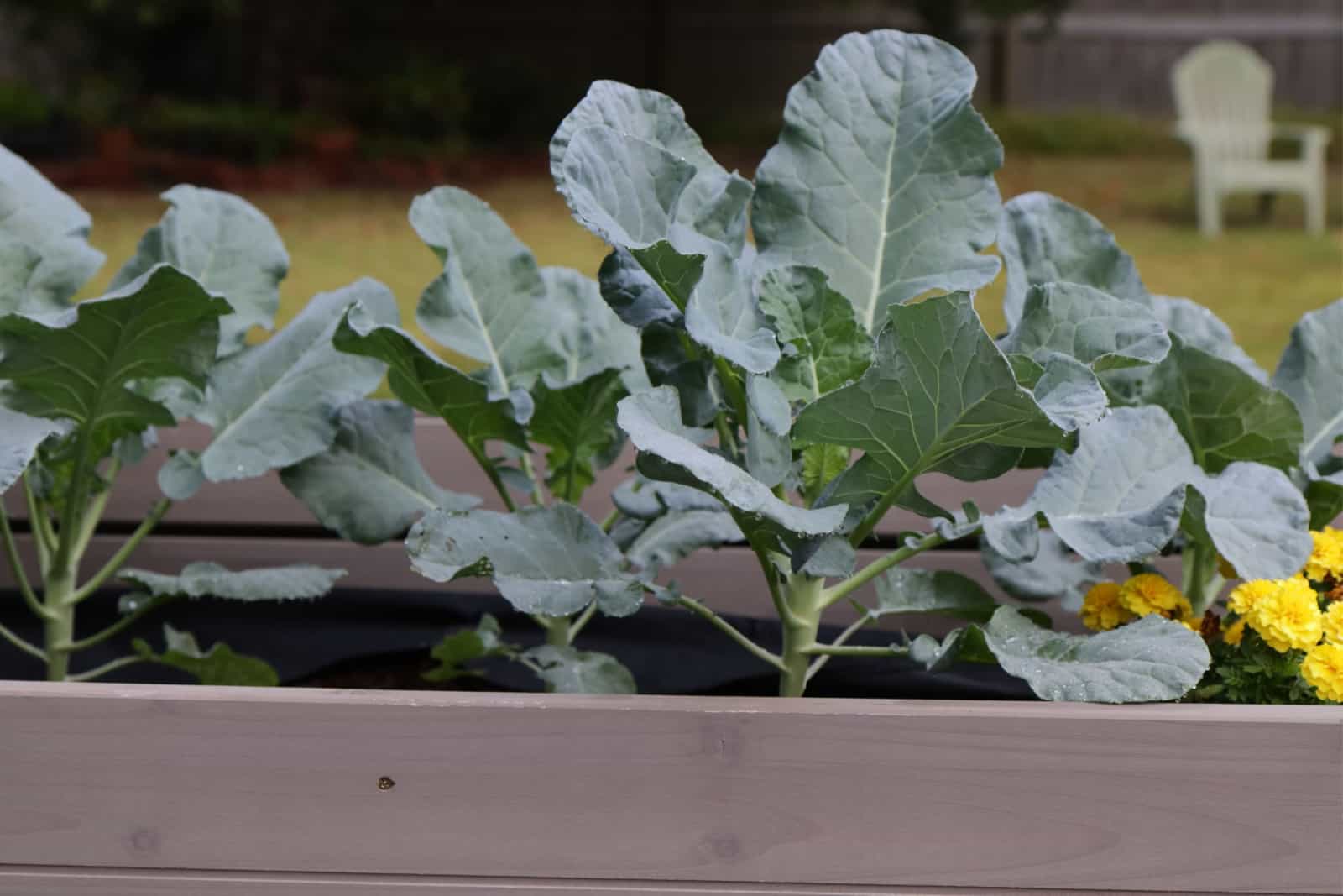broccoli grown in a container