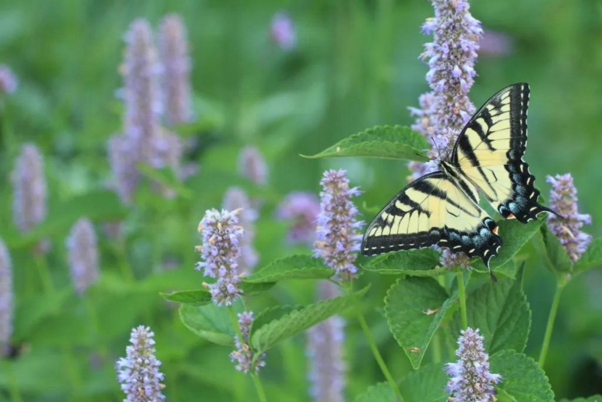 25 Flowers That Attract Hummingbirds And Butterflies